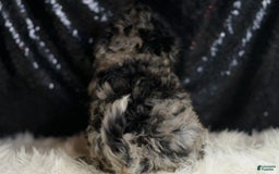 Mini Goldendoodle dogs for sale: Star - Image 6