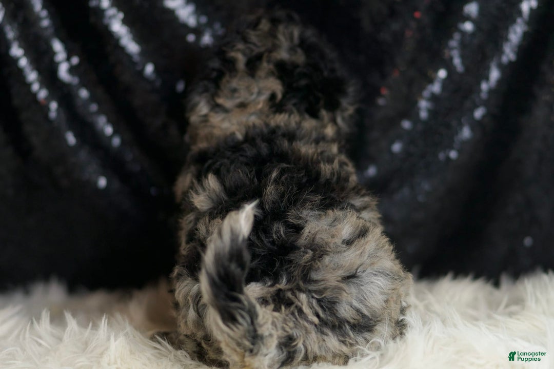 Mini Goldendoodle dogs for sale: Star - Image 6