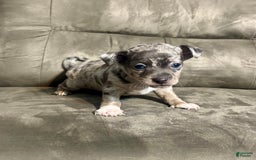 Chihuahua dogs for sale: Buddy - Image 1