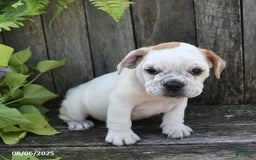 Beabull dogs for sale: Dori - Image 3