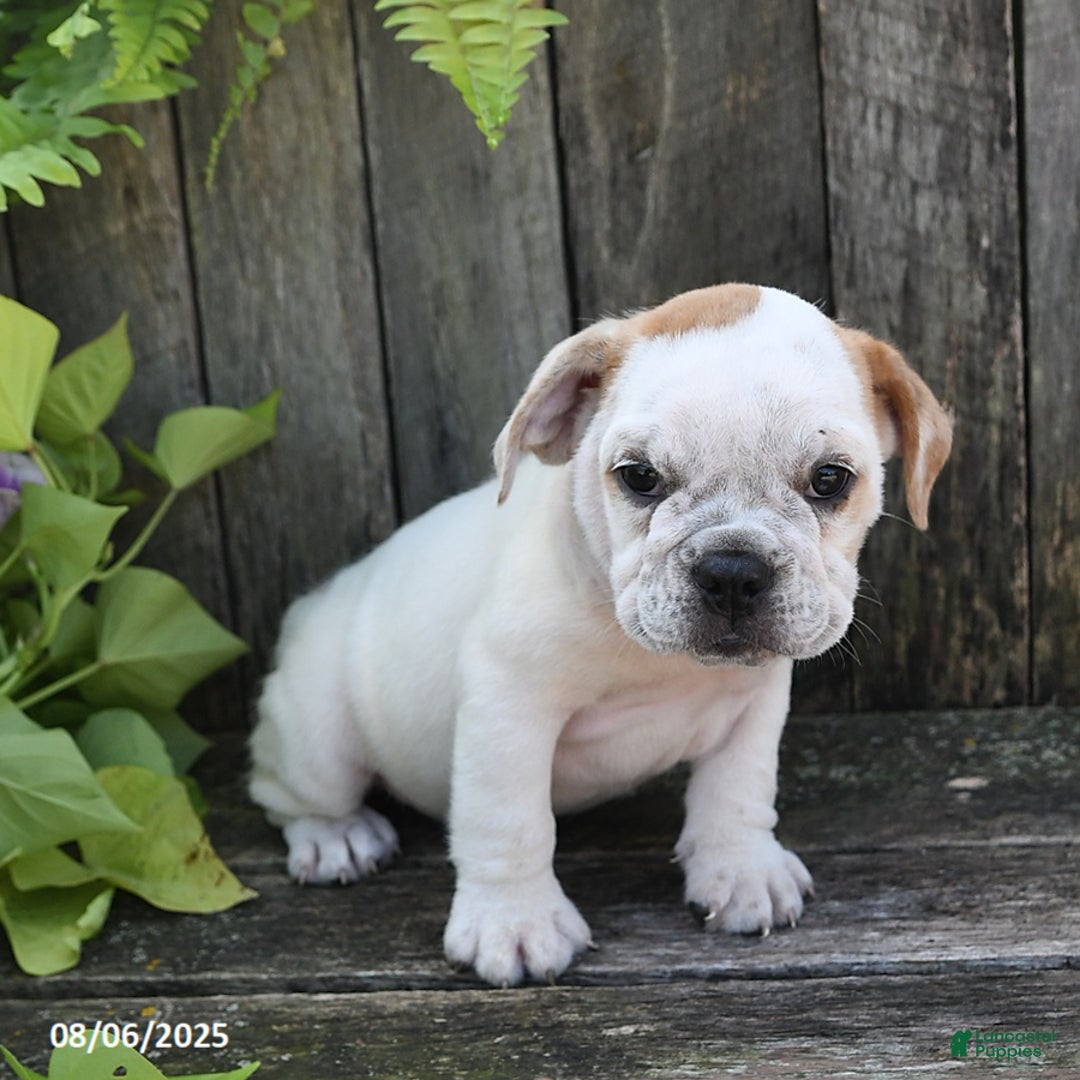 Beabull dogs for sale: Dori - Image 3