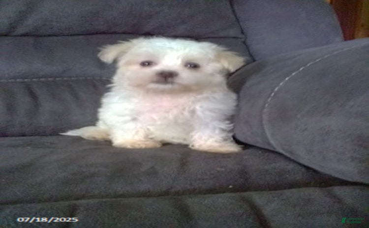 Maltese dogs for sale - Ad 3