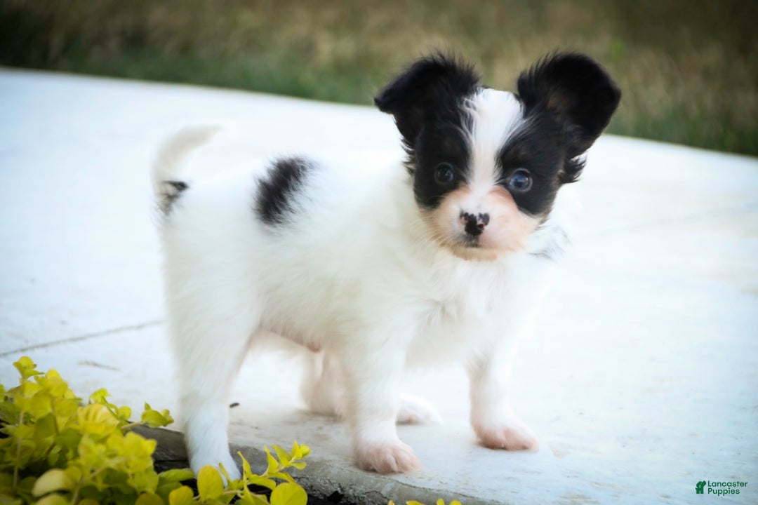 Papillon dogs for sale: Leonardo - Image 4
