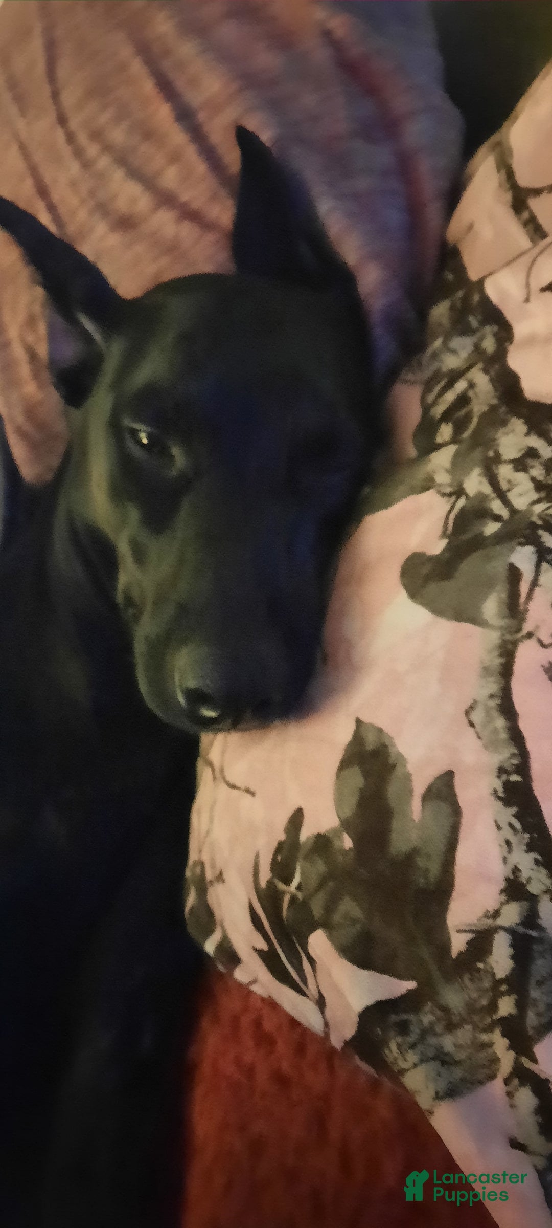 Doberman Pinscher dogs for sale: Ebony - Image 3