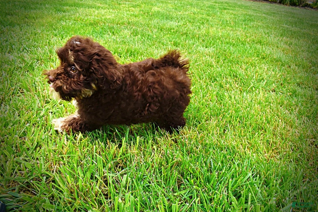 Havapoo dogs for sale: Tucker - Image 8