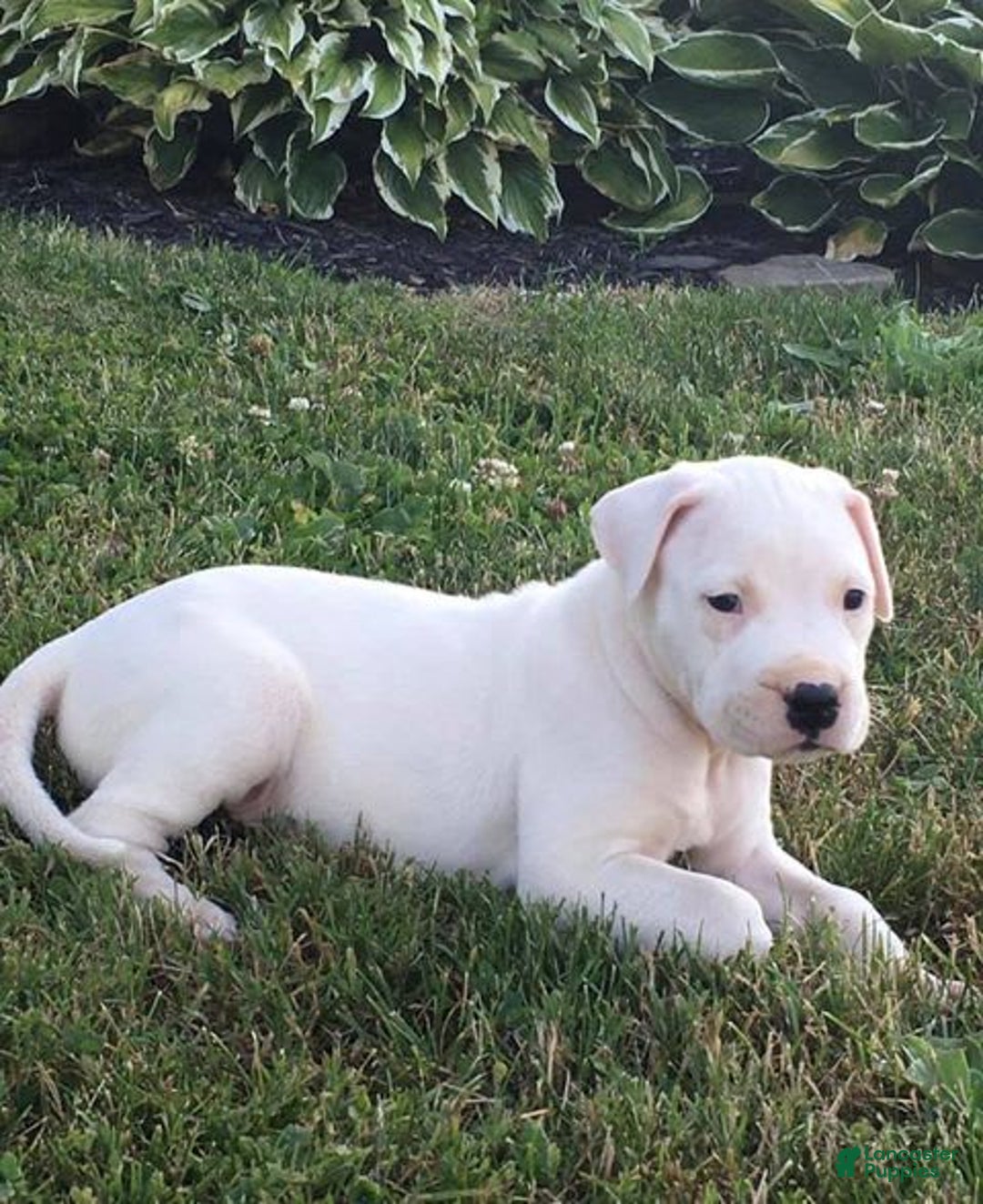 Dogo Argentino dogs for sale: Vampiras Vengeance - Image 5