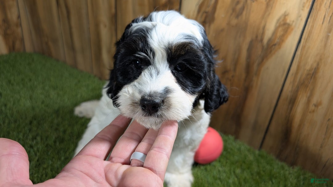 Cavapoo dogs for sale: Missy Girl 2 - Image 2