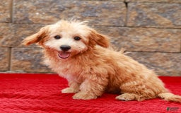Havapoo dogs for sale: Vinny - Image 7
