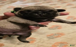 Pug dogs for sale: Derek - Image 18