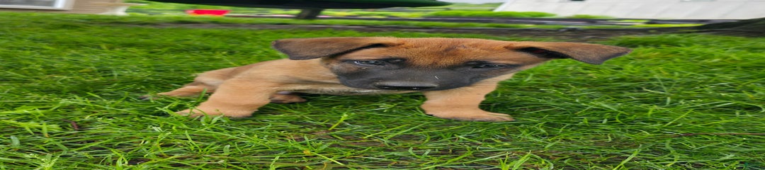 Duke