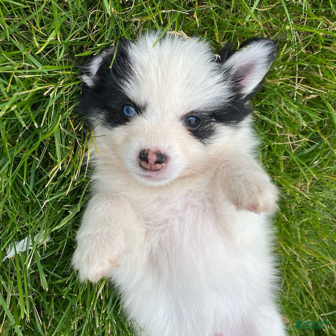 Pomsky dogs for sale: Nitro - Image 18