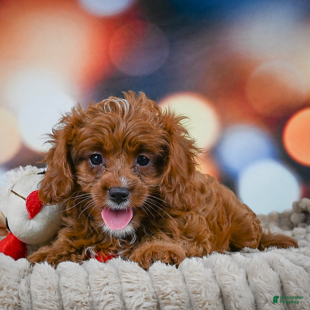 Cavapoo dogs for sale: Drover - Image 1