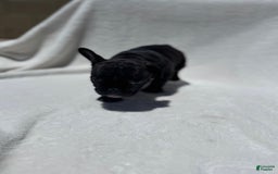 French Bulldog dogs for sale: Bb - Image 5