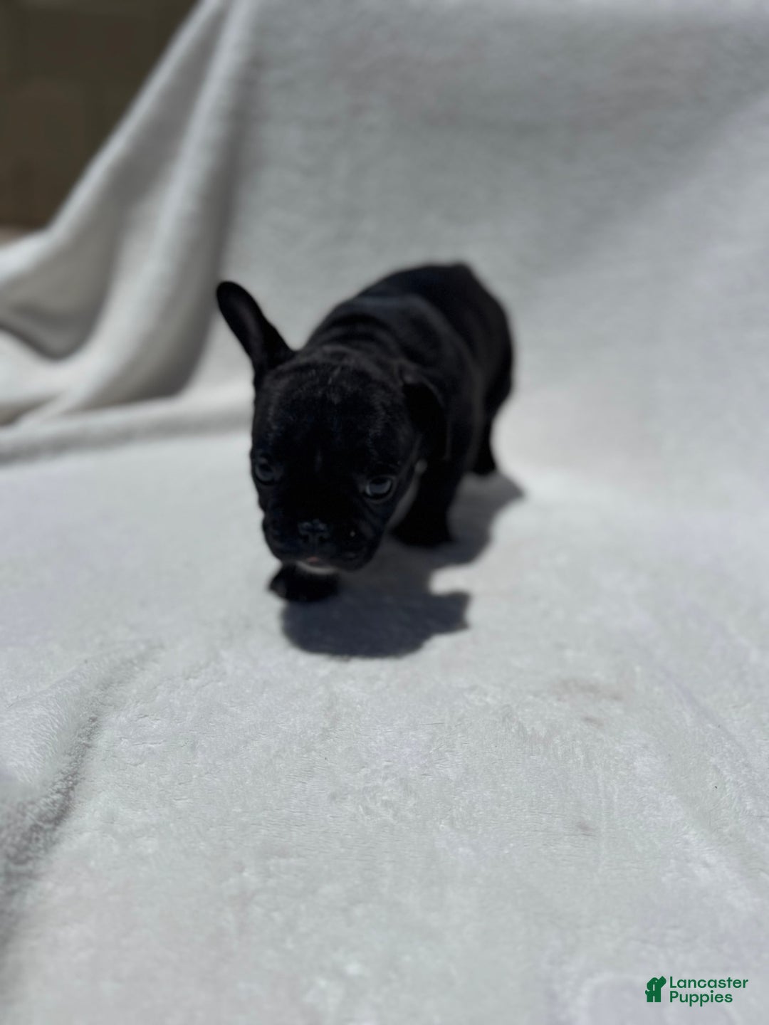 French Bulldog dogs for sale: Bb - Image 5