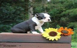 Boston Terrier dogs for sale: Jolan - Image 1