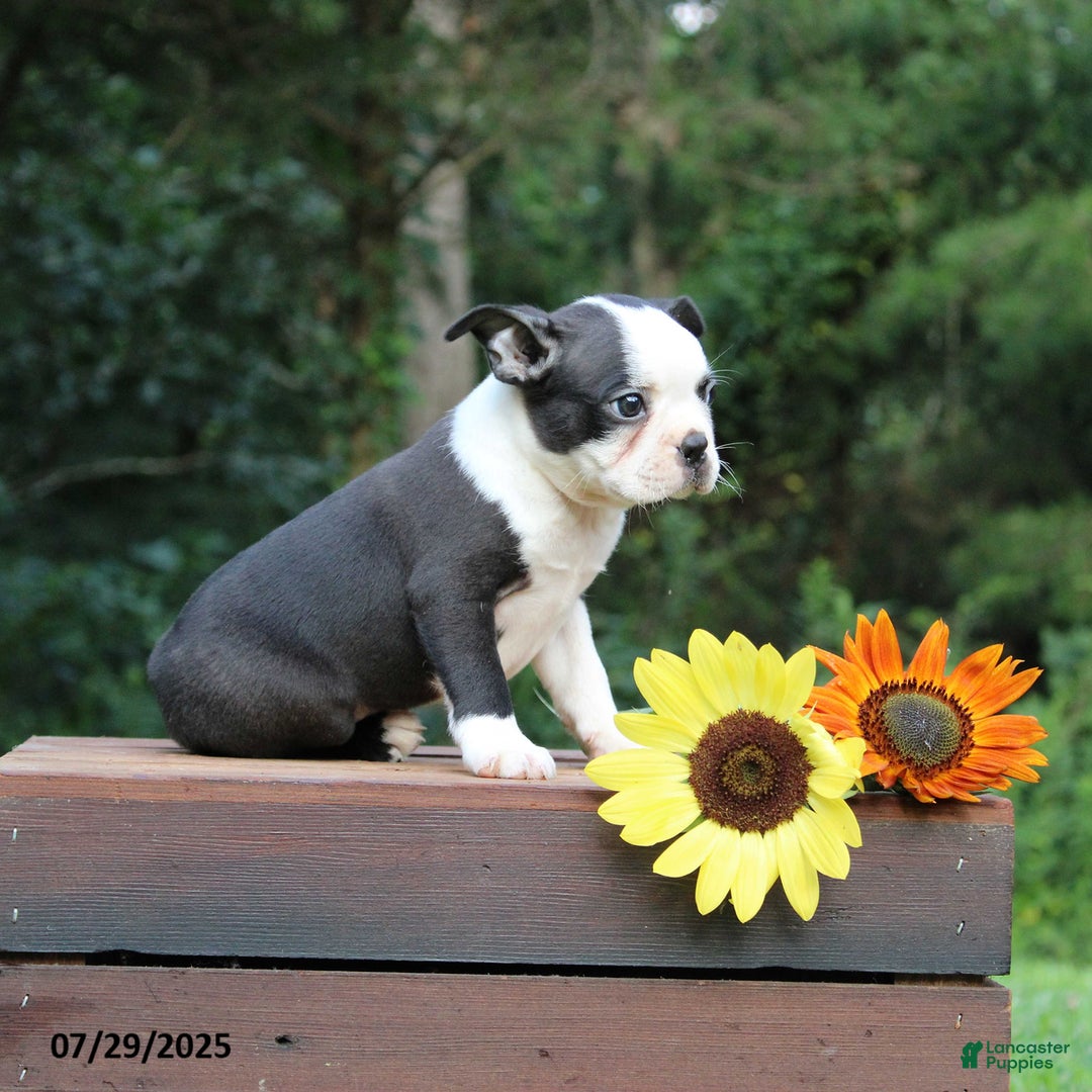 Boston Terrier dogs for sale: Jolan - Image 1