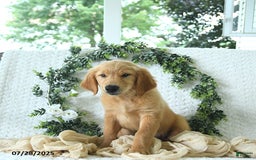 Golden Retriever dogs for sale: Anne - Image 18