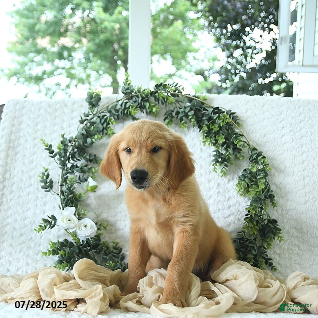 Golden Retriever dogs for sale: Anne - Image 18