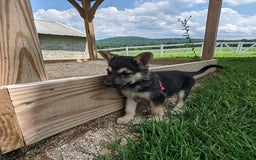 German Shepherd dogs for sale: Shania - Image 1