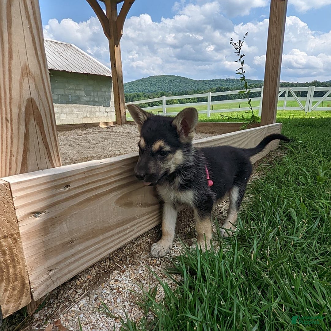 German Shepherd dogs for sale: Shania - Image 1