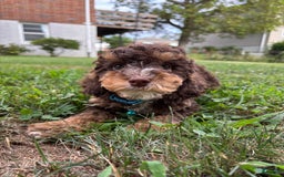 Mini Goldendoodle dogs for sale: Ruffles - Image 2
