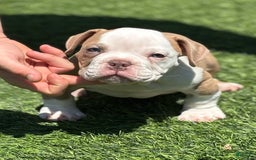 American Bully dogs for sale: Big Boy - Image 2