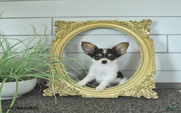 Papillon dogs for sale: Leo - Image 7