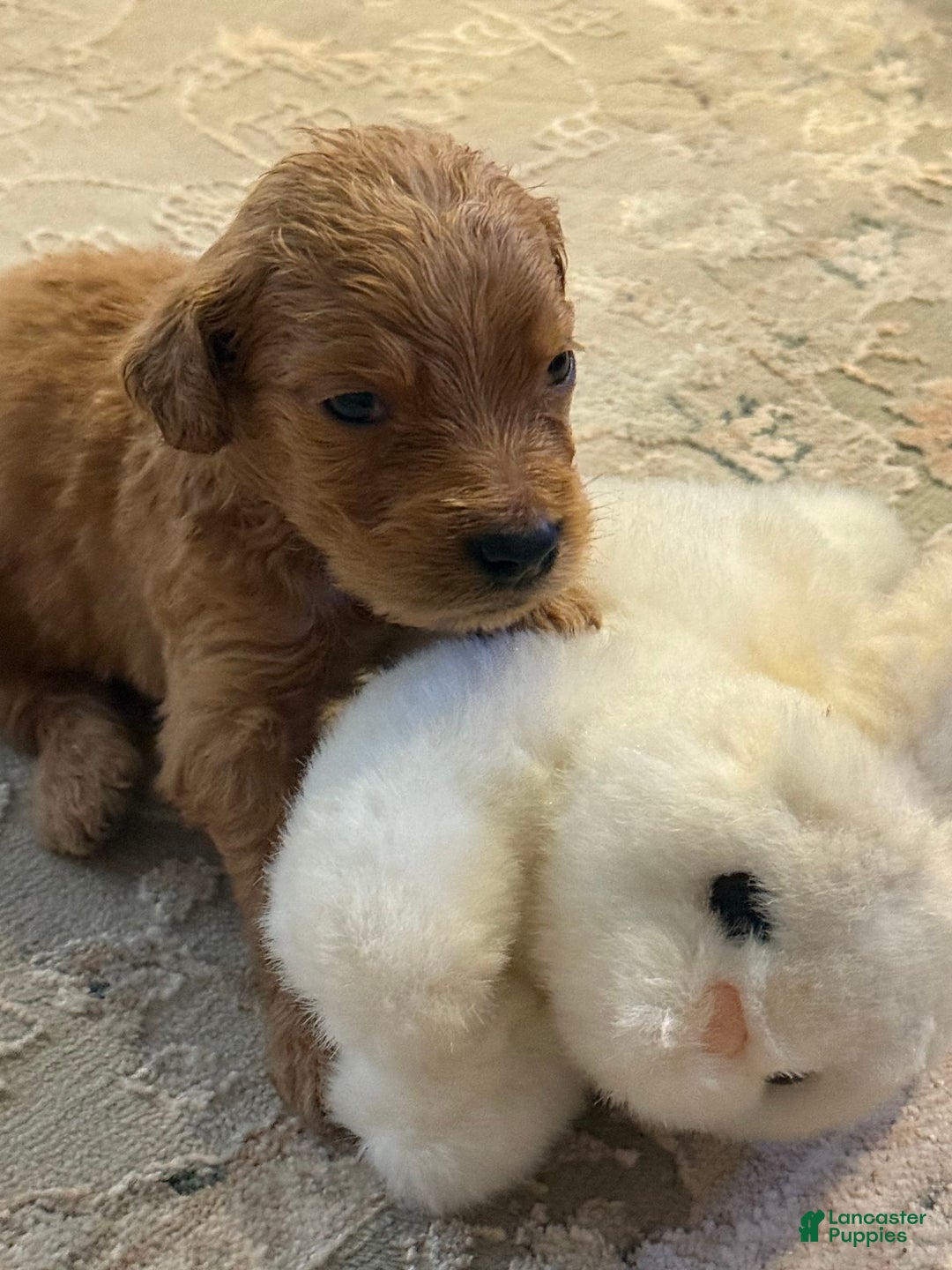 Goldendoodle dogs for sale: Loving Runti - Image 3