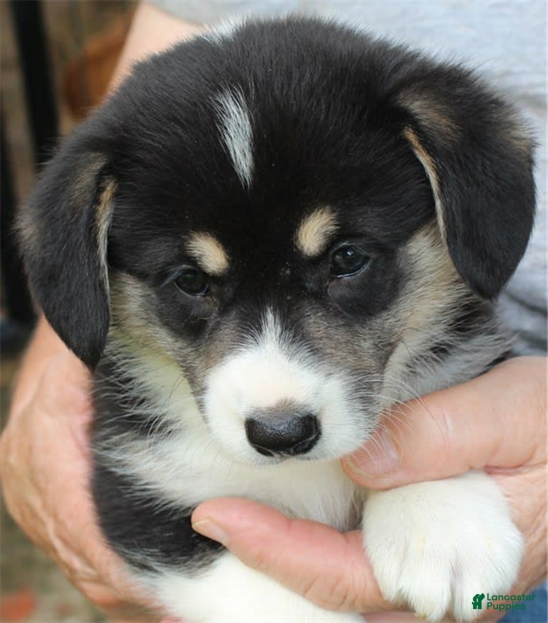 Welsh Corgi Pembroke dogs for sale: Puppy 4 - Image 2
