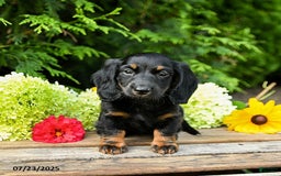 Miniature Dachshund dogs for sale: Espresso - Image 1