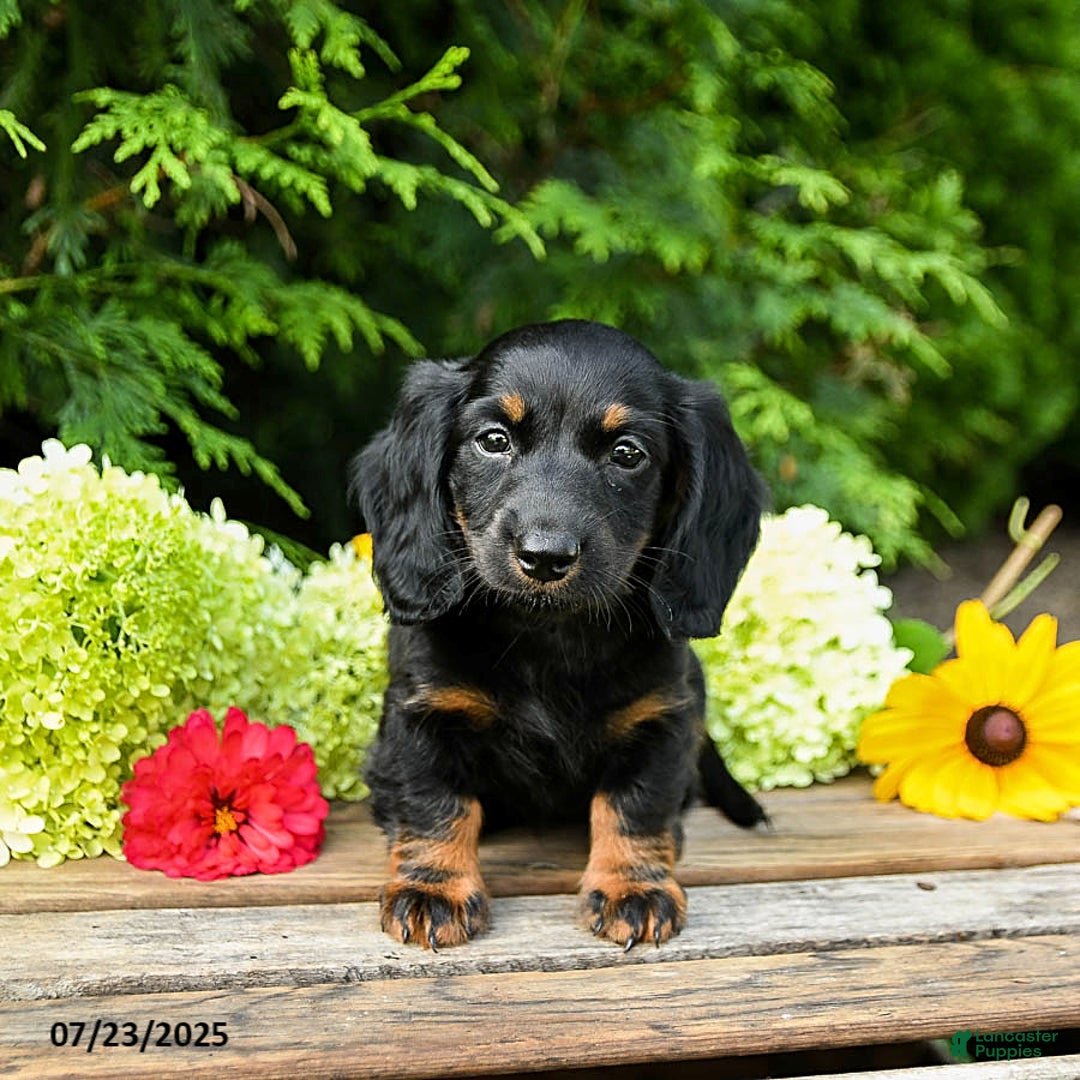 Miniature Dachshund dogs for sale: Espresso - Image 1