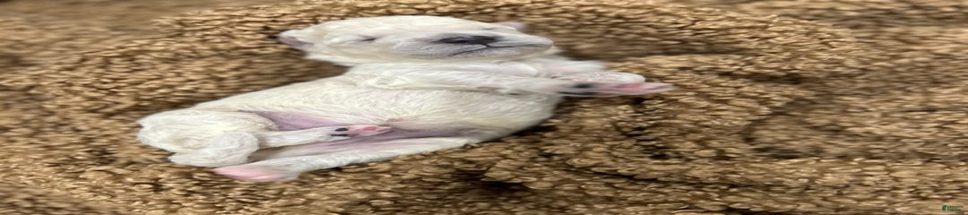 White Female