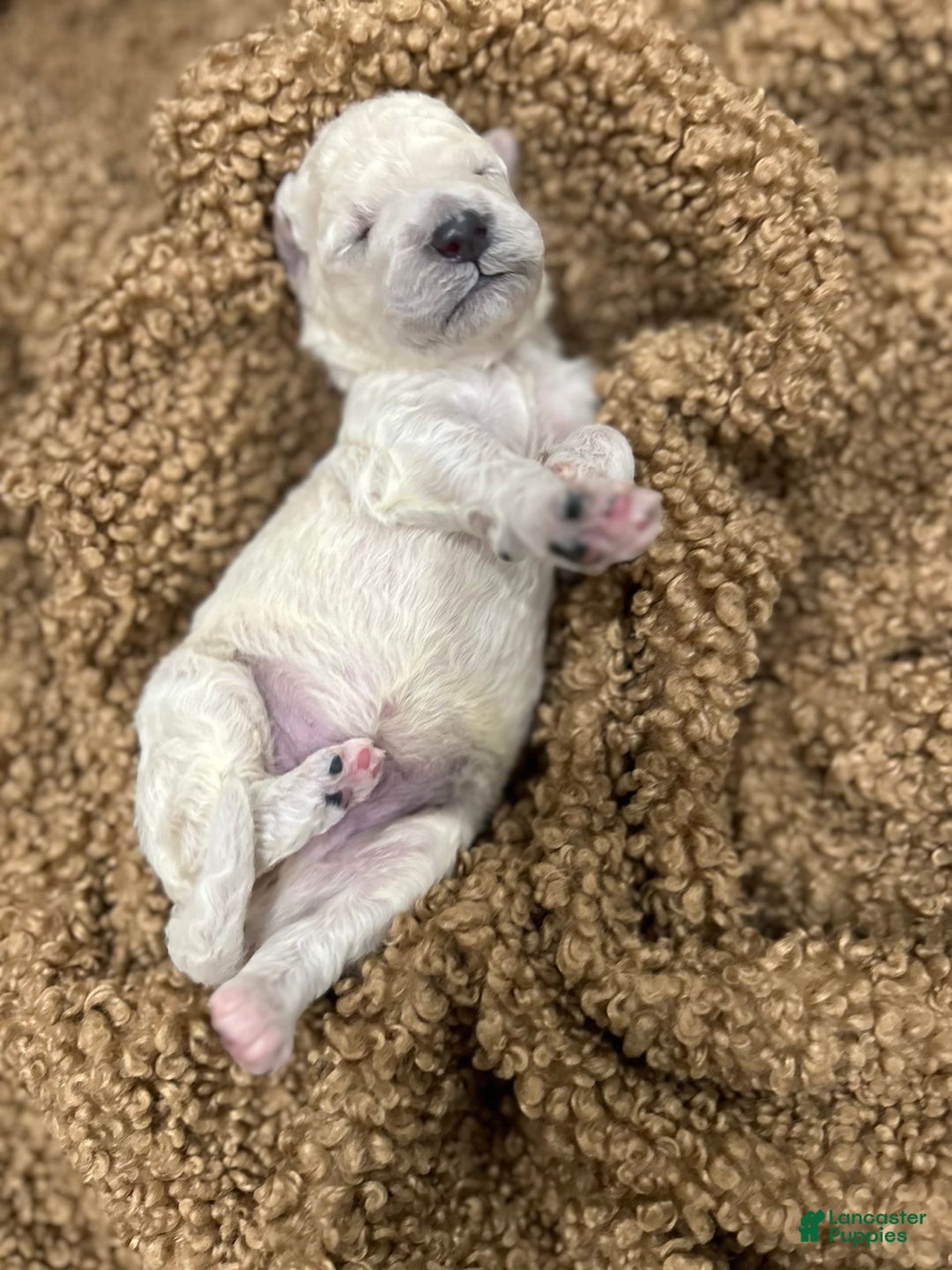 Goldendoodle dogs for sale: White Female - Image 1