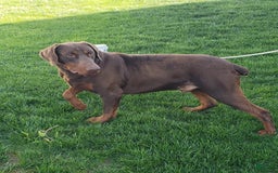 Doberman Pinscher dogs for sale: Tyler - Image 8