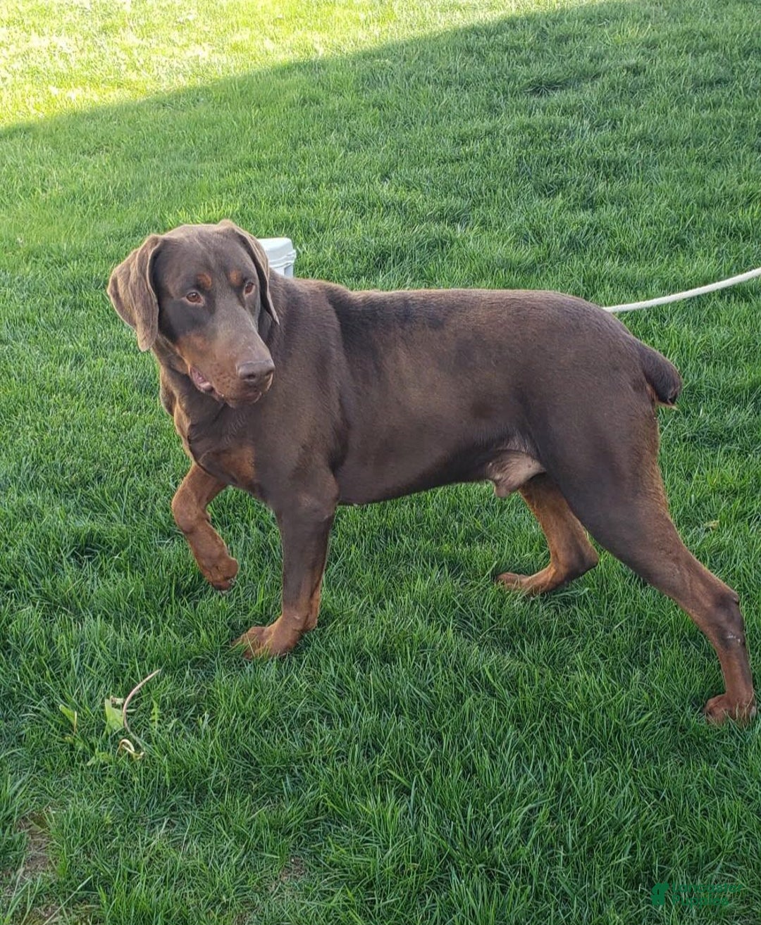 Doberman Pinscher dogs for sale: Tyler - Image 8
