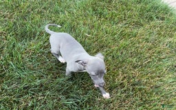 Italian Greyhound dogs for sale: Jenna - Image 7