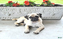 Jug dogs for sale: Cody - Image 7
