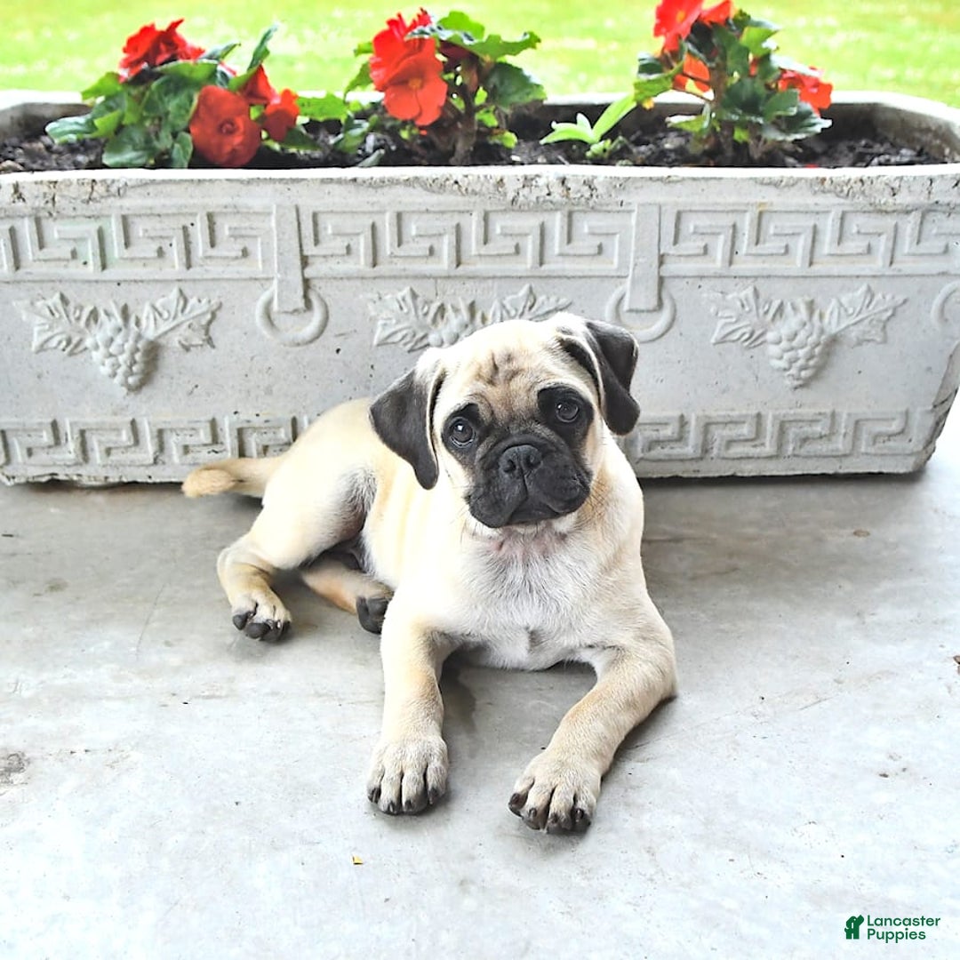 Jug dogs for sale: Cody - Image 7