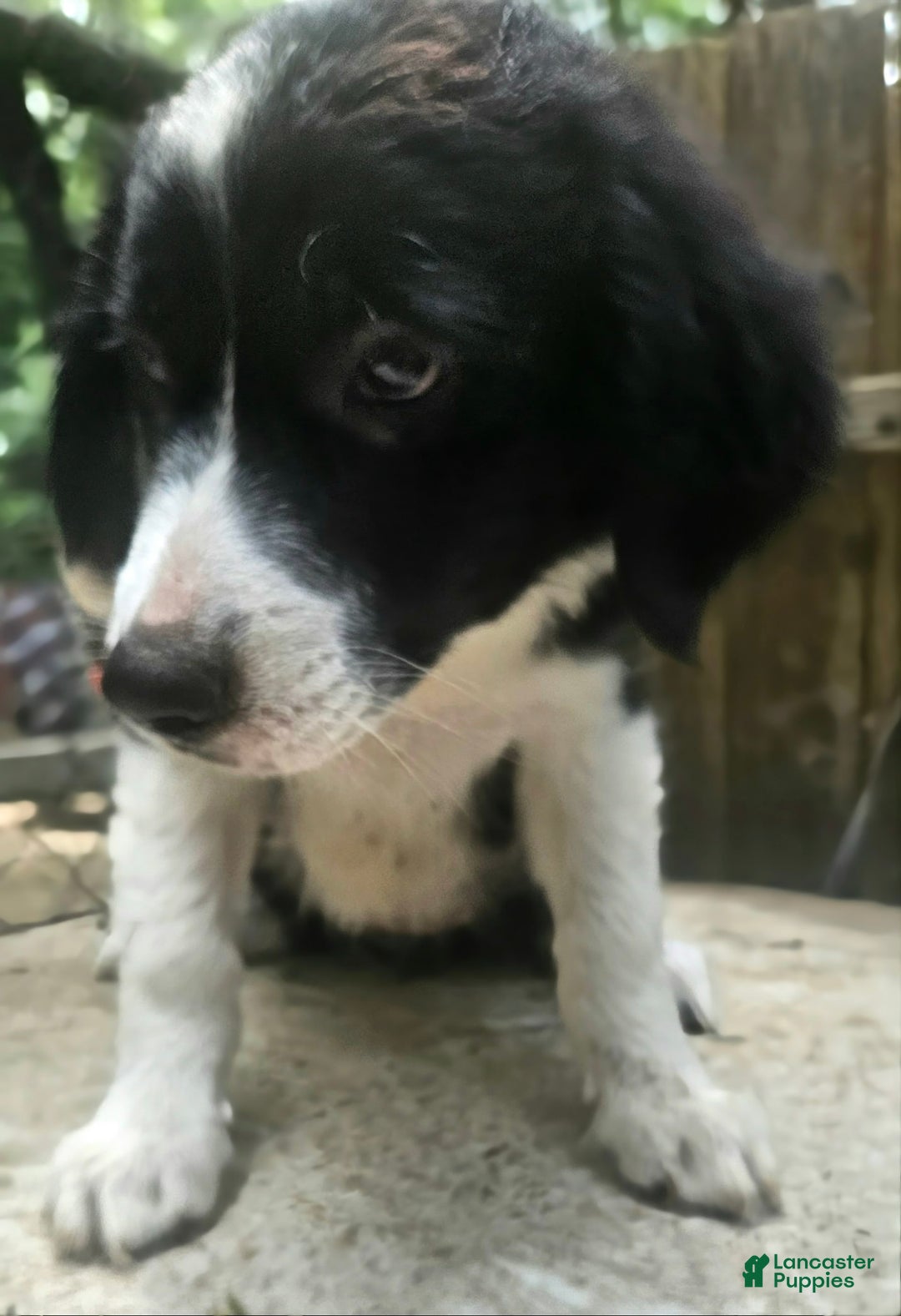 Border Collie dogs for sale: Ellie - Image 7
