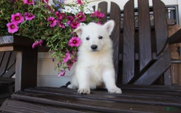 German Shepherd dogs for sale: Jordan - Image 7