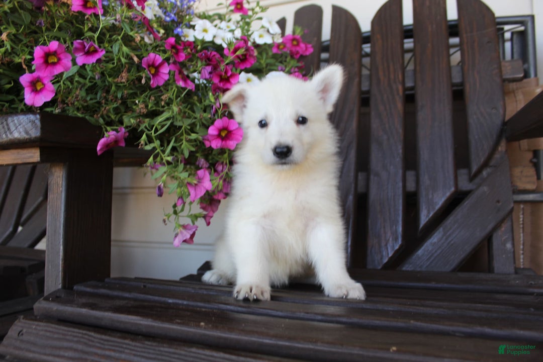 German Shepherd dogs for sale: Jordan - Image 7