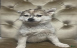 Pomsky dogs for sale: Kanan - Image 5