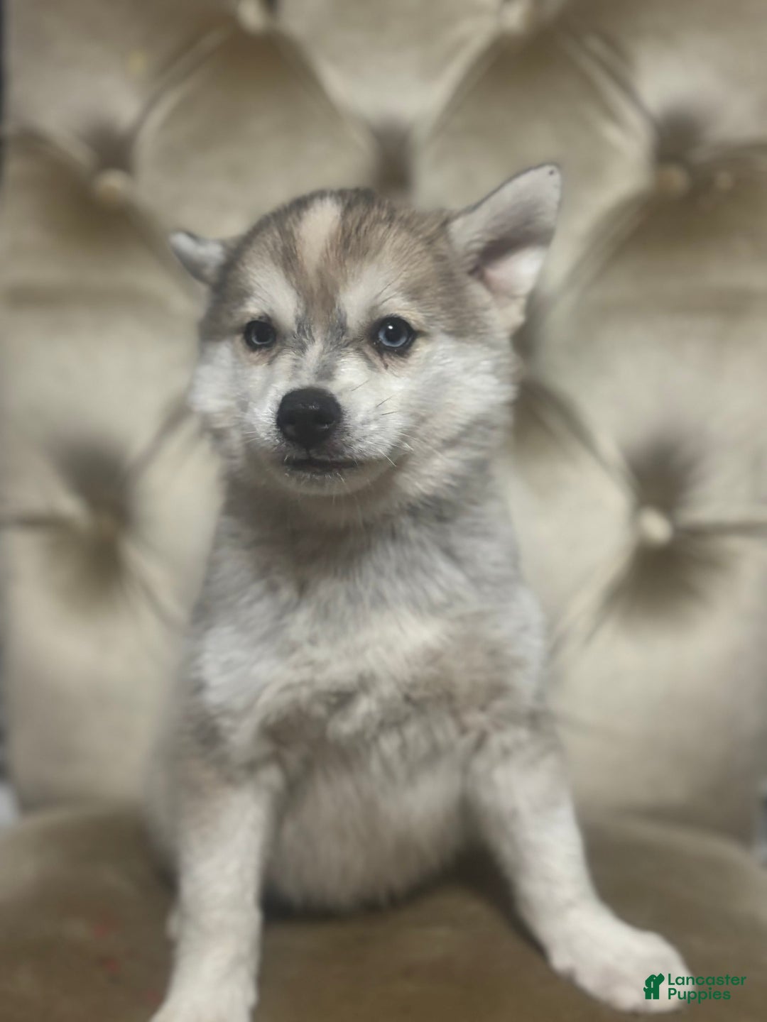 Pomsky dogs for sale: Kanan - Image 5