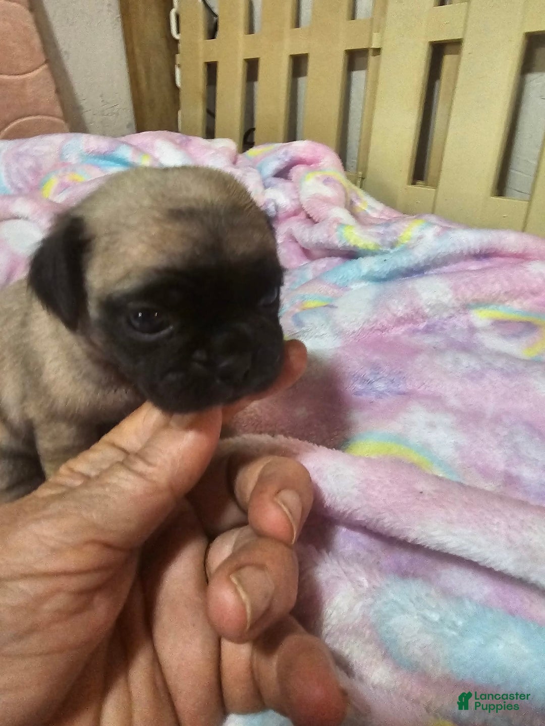 Pug dogs for sale: Shilo - Image 11