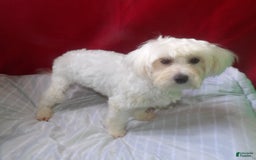 Maltese dogs for sale: Jackie - Image 4