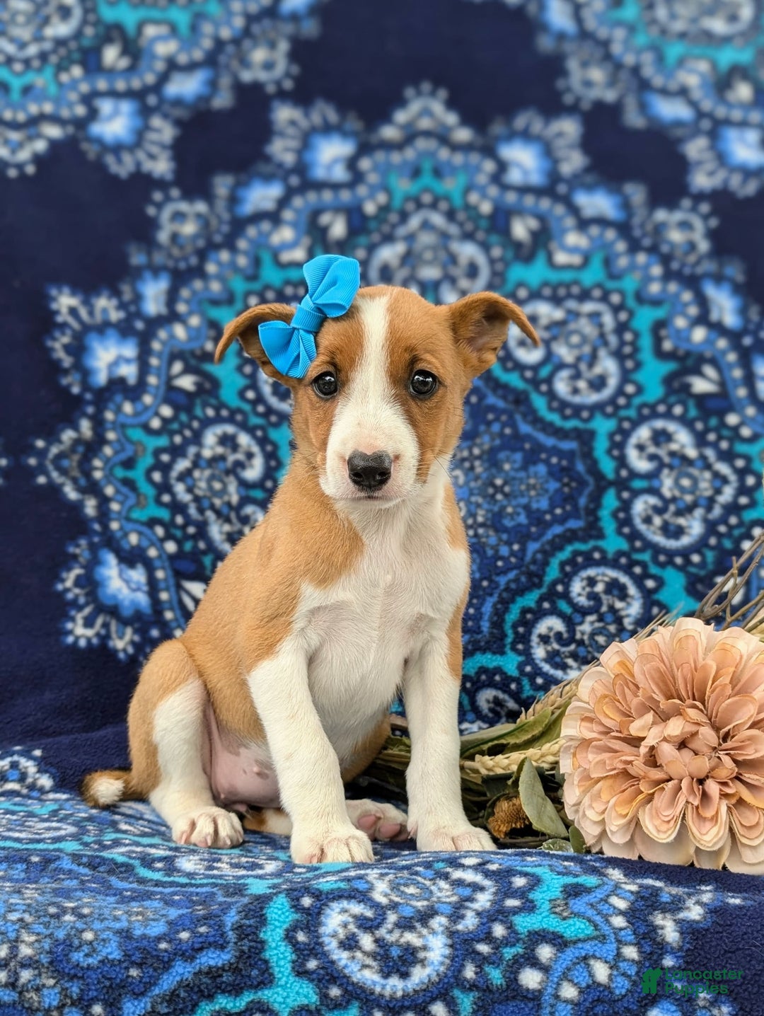 Jack Russell Terrier dogs for sale: Ladi - Image 4
