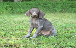 German Shorthaired Pointer dogs for sale: Rascal - Image 3