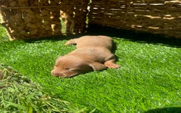 Miniature Dachshund dogs for sale: Jasmine - Image 4