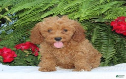 Cavapoo dogs for sale: Tessa - Image 2