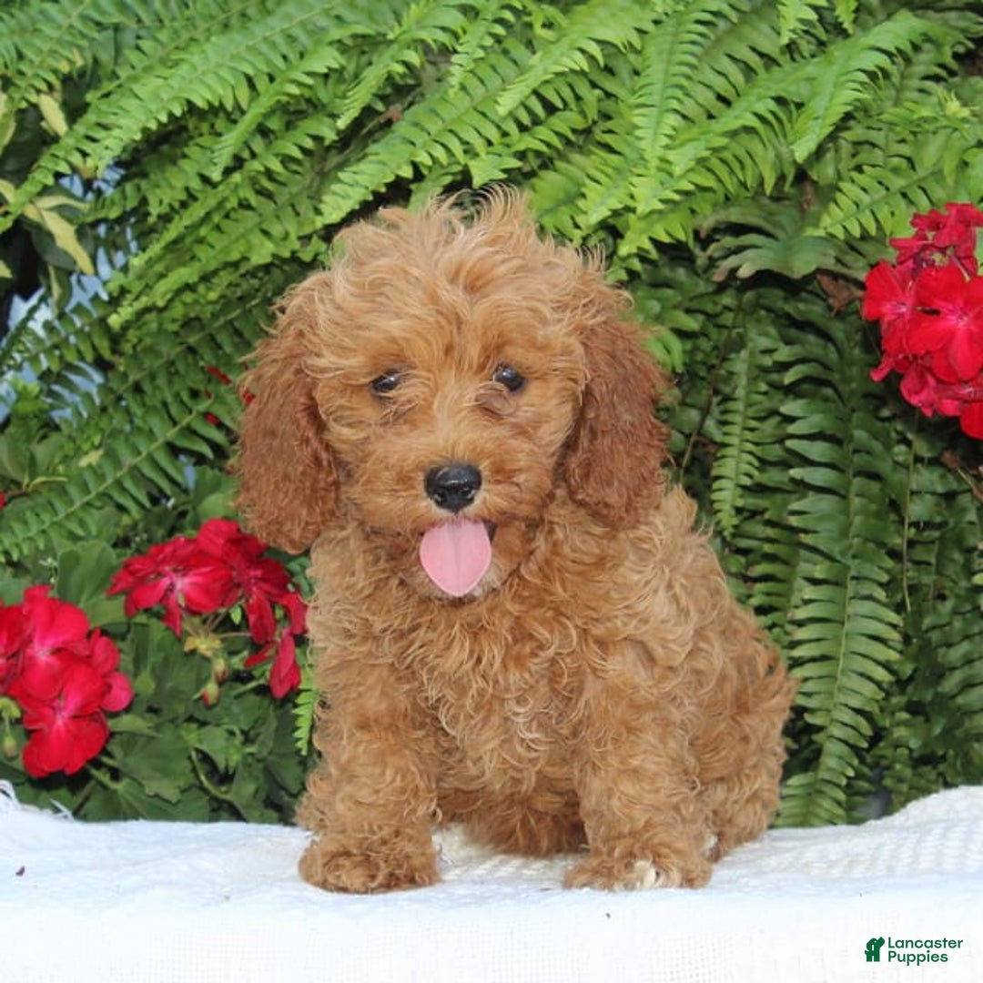 Cavapoo dogs for sale: Tessa - Image 2